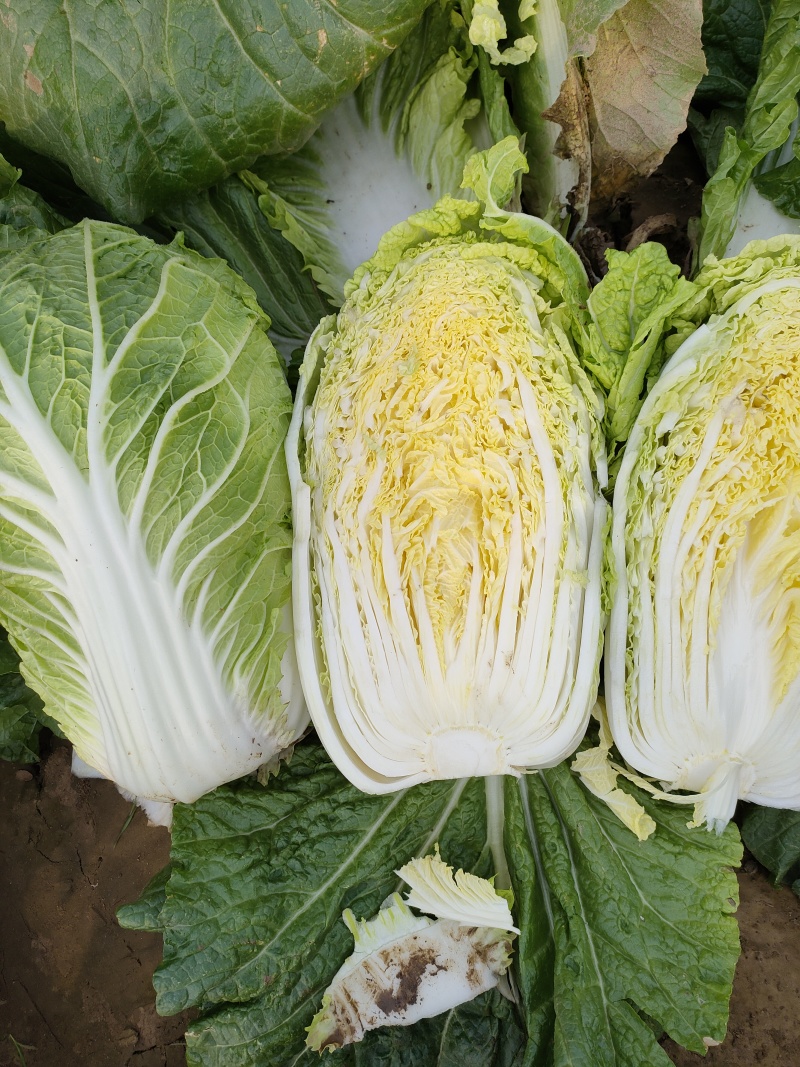 玲珑黄白菜
