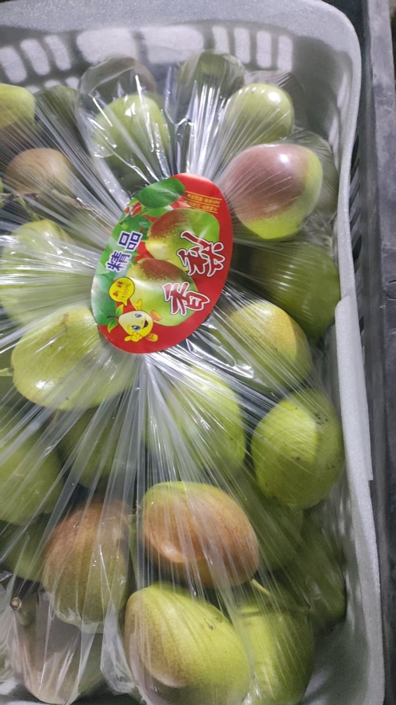 红香酥梨冷库货有需要的联系我！大量现货！货源充足