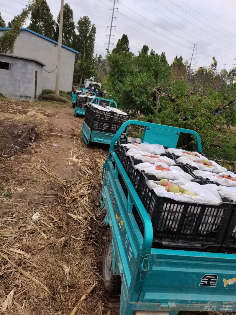 【山东】冬雪蜜桃半离核蜜桃大量供应万亩果园产地直供