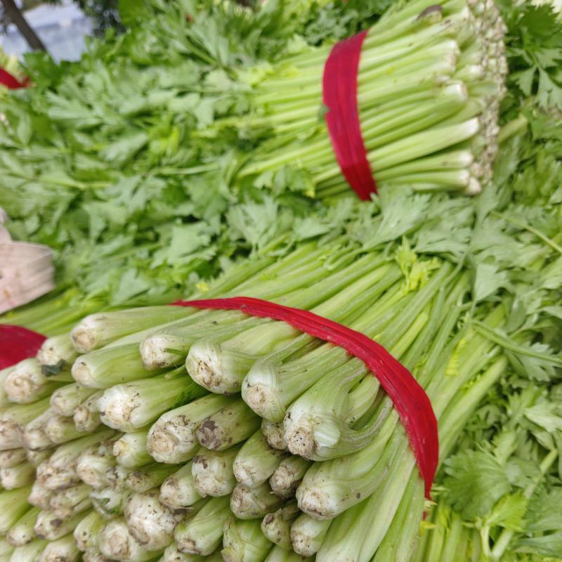 徐州精品小西芹，60Cm中细颗，白根脆嫩黄亮，大量供应中
