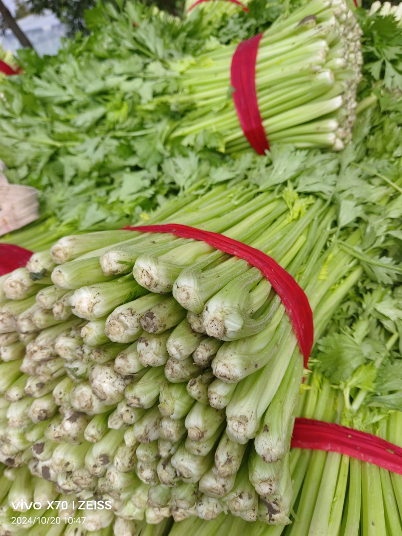 徐州精品小西芹，60Cm中细颗，白根脆嫩黄亮，大量供应中
