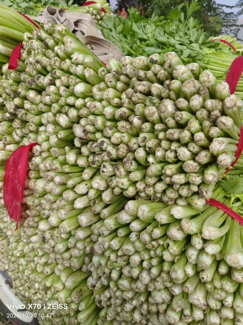 徐州精品小西芹，60Cm中细颗，白根脆嫩黄亮，大量供应中