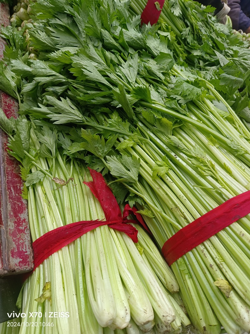 徐州精品小西芹，60Cm中细颗，白根脆嫩黄亮，大量供应中
