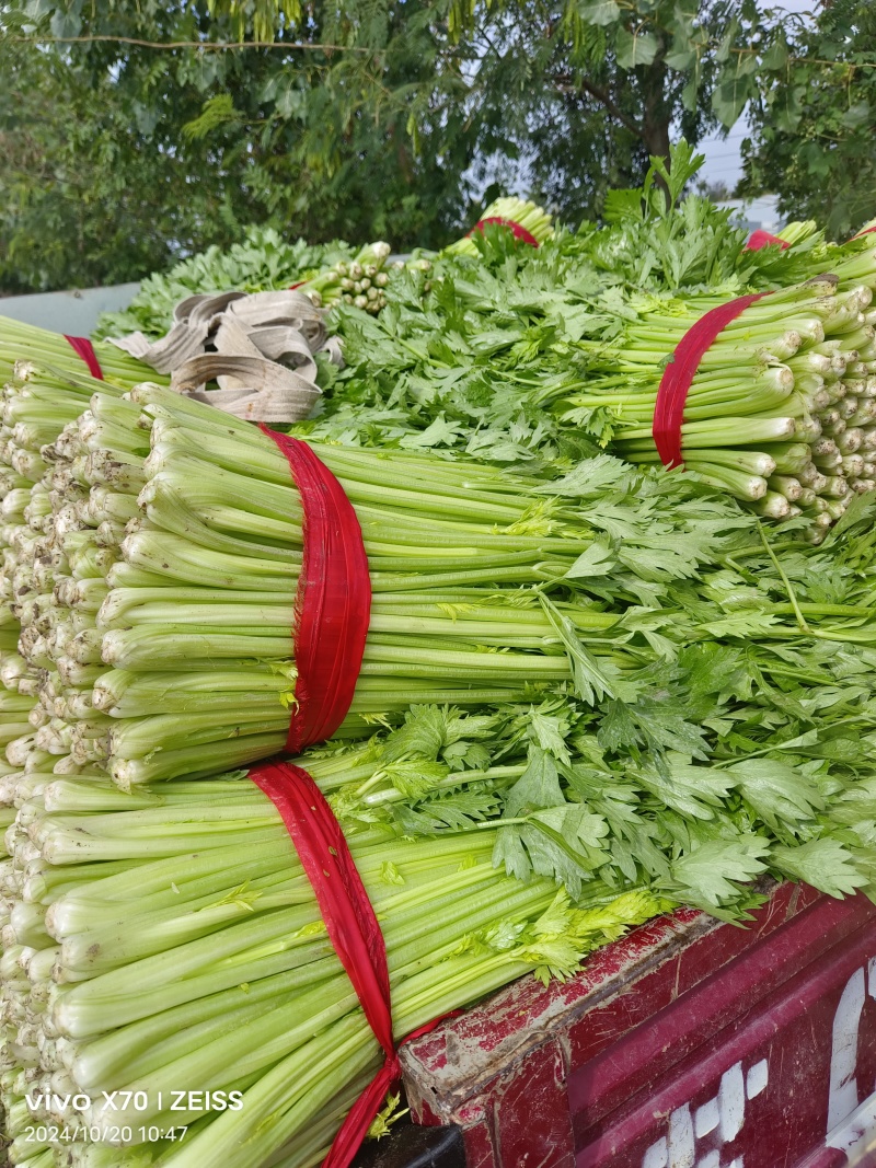 徐州精品小西芹，60Cm中细颗，白根脆嫩黄亮，大量供应中