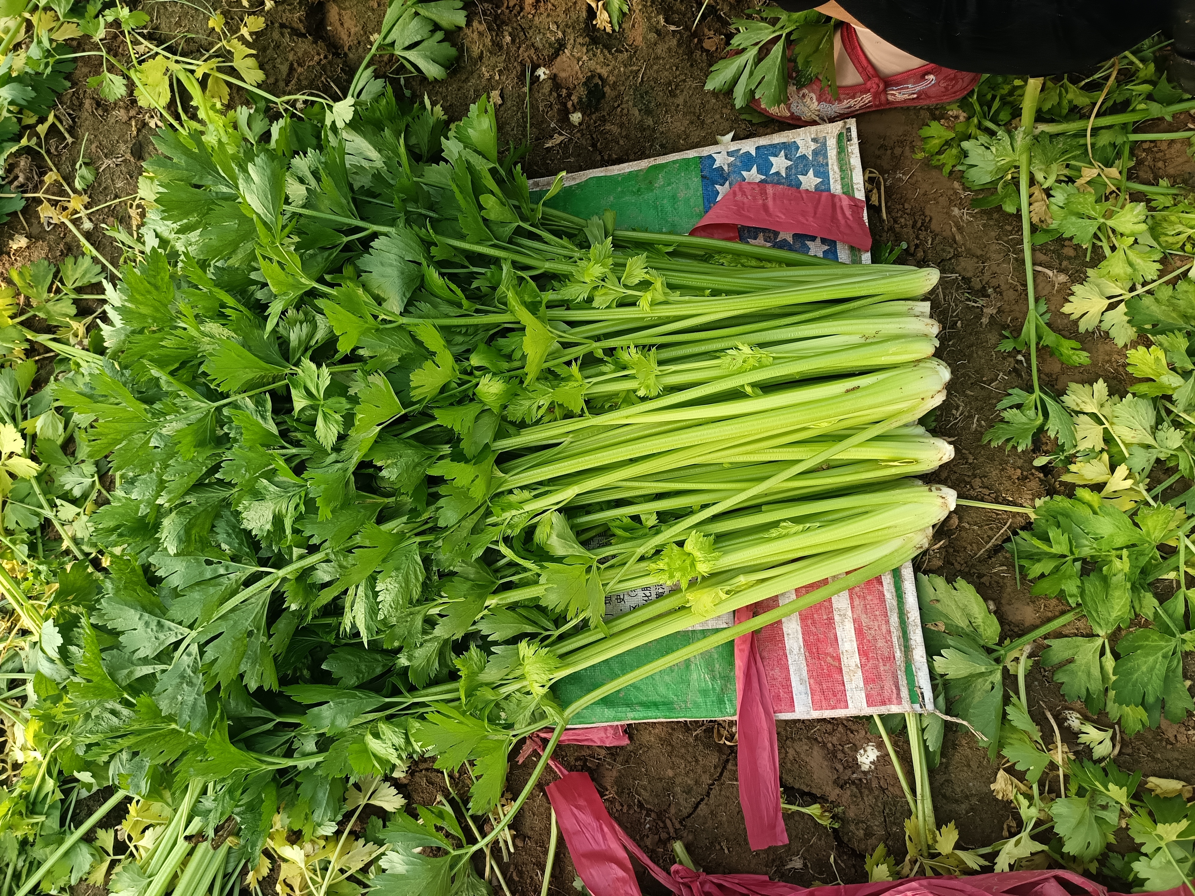 俯拍构图:玻璃碗中盛放冰镇西芹条(长度5 cm,去叶留柄,表面覆薄层冷凝水珠),旁置柠檬角与芝麻酱小碟;背景虚化处可见欧盟BRCGS认证标签与GB 2763-2021农残检测报告二维码,强调即食级安全溯源 新鲜西芹生食场景图