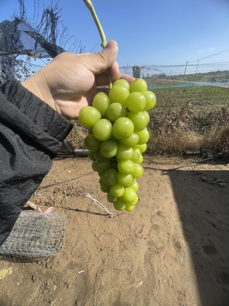 阳光玫瑰大量有货