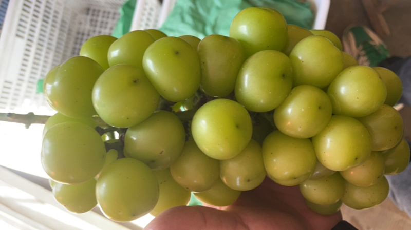 阳光玫瑰大量有货