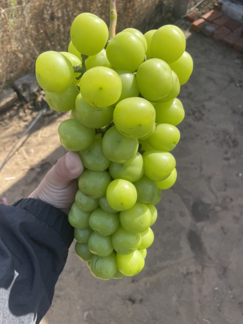 阳光玫瑰大量有货