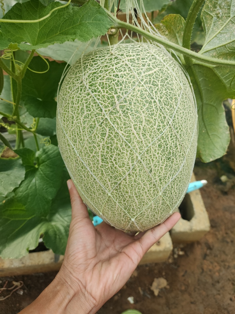 广西大棚黄皮哈蜜瓜皮薄肉厚够脆够甜