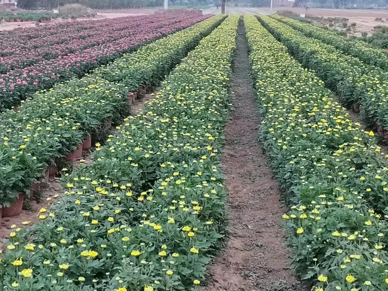 多头菊批发