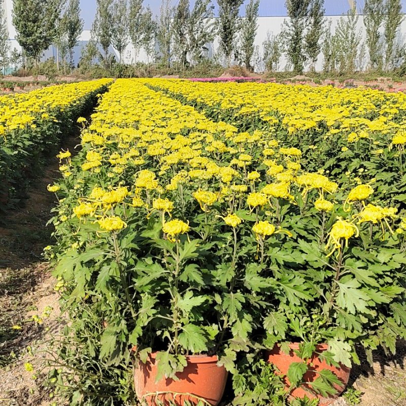 多头菊批发