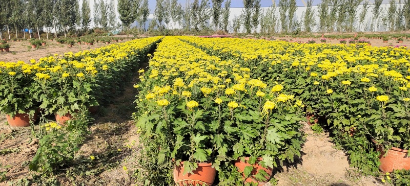 多头菊批发