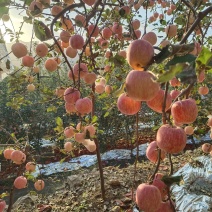红富士苹果大量上市