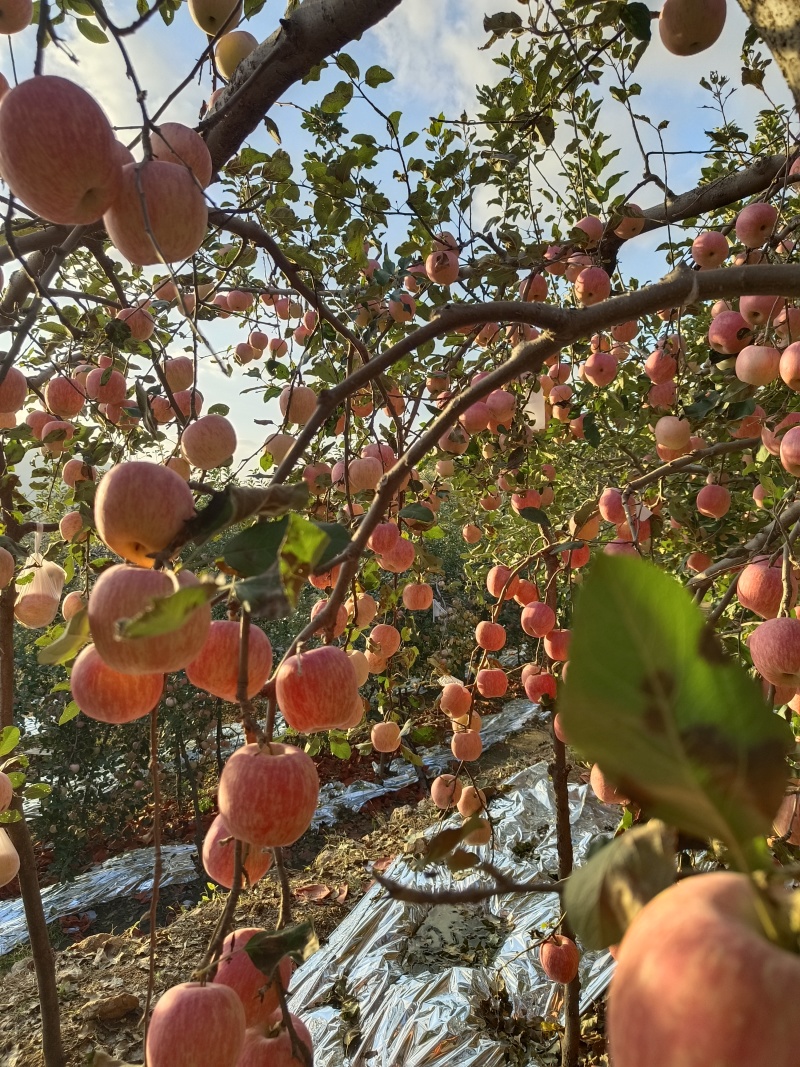 红富士苹果大量上市