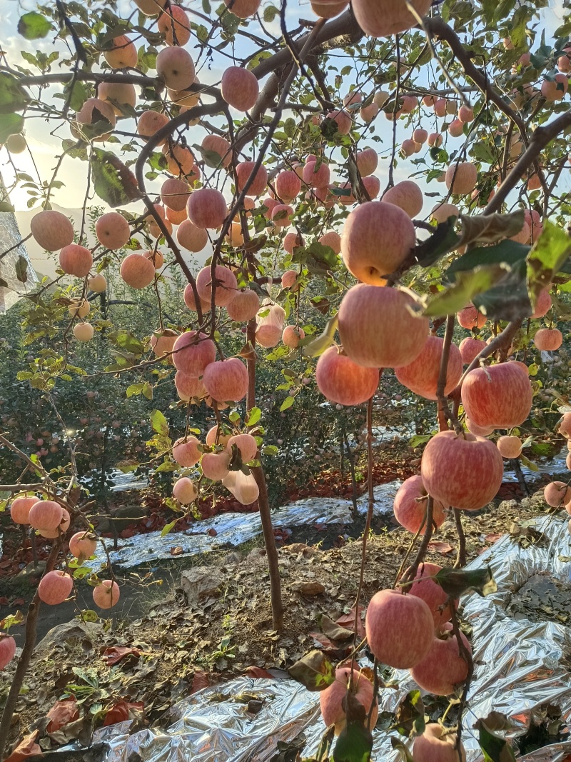 红富士苹果大量上市