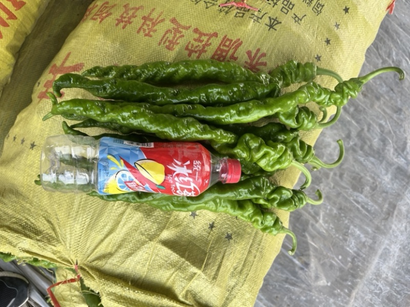 【精品】河南辣椒精品螺丝椒大量上市品质保障欢迎致电合作