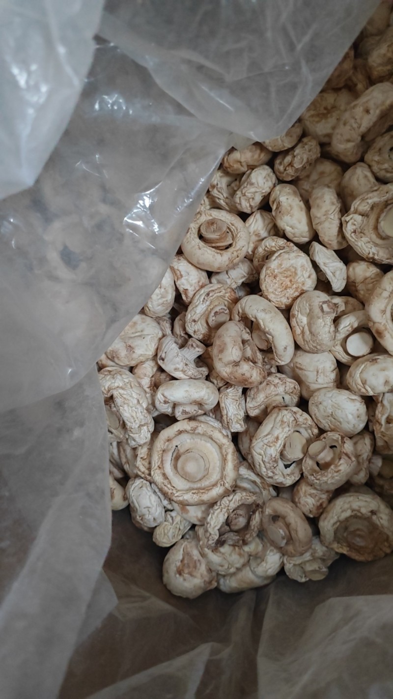 口蘑（双胞菇）干品
