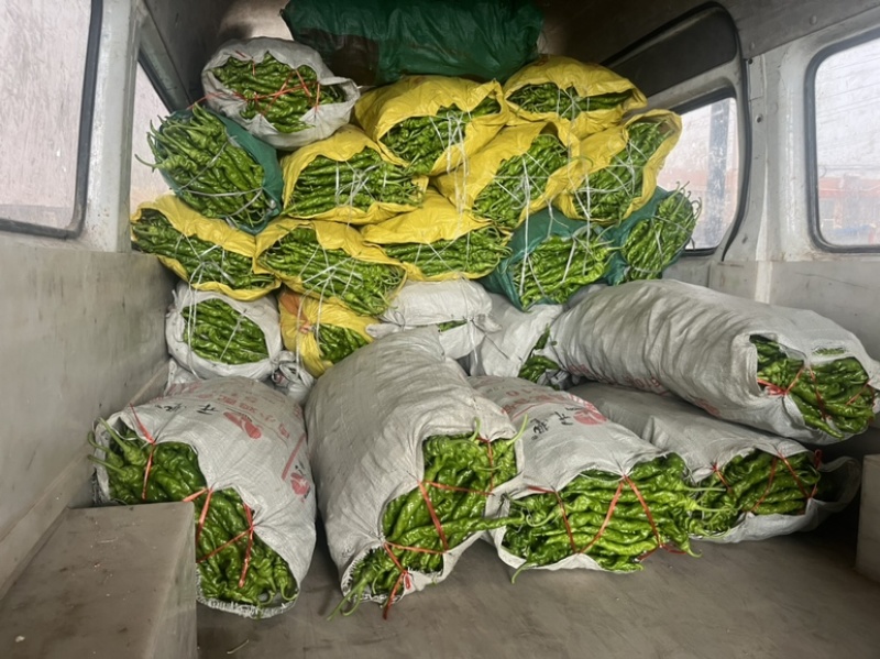 【推荐】河南螺丝椒产地大量供应价优可视频看货欢迎