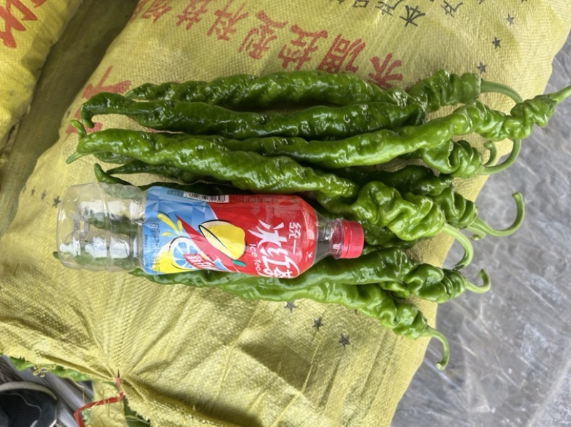 【推荐】河南螺丝椒产地大量供应价优可视频看货欢迎