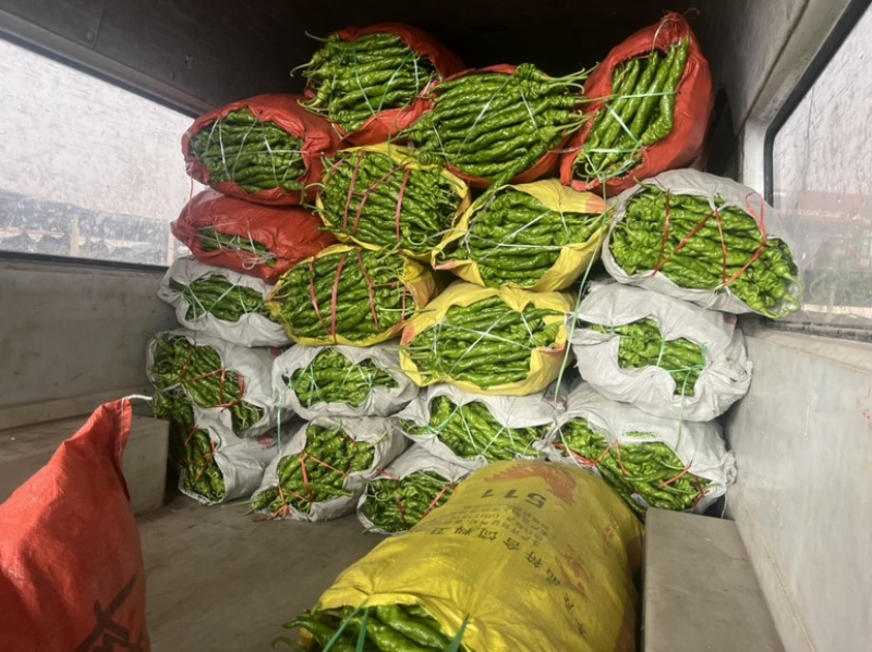 【推荐】河南螺丝椒产地大量供应价优可视频看货欢迎
