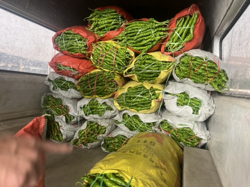 【推荐】河南螺丝椒产地大量供应价优可视频看货欢迎