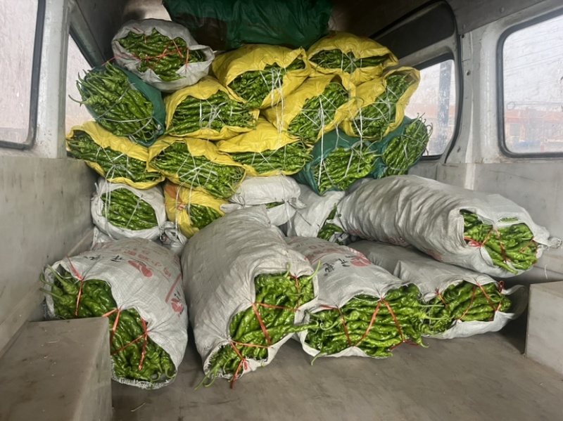 【推荐】河南螺丝椒产地大量供应价优可视频看货欢迎