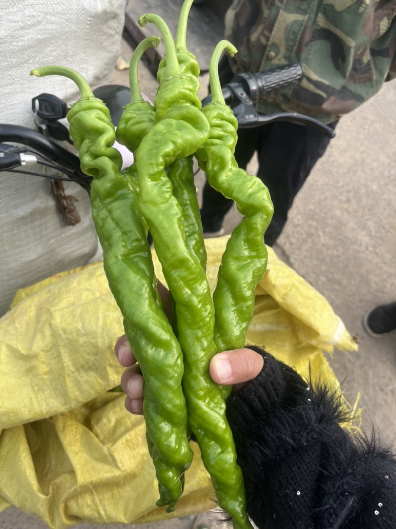 【推荐】河南螺丝椒产地大量供应价优可视频看货欢迎