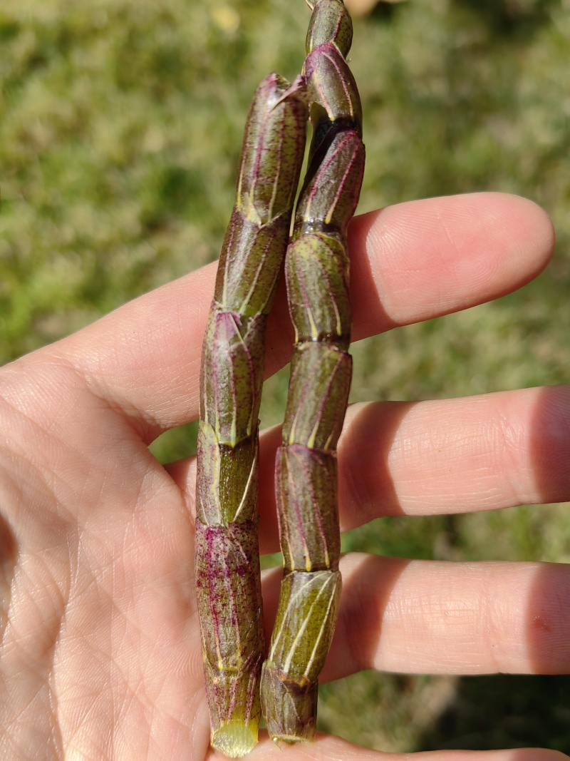 云南铁皮石斛农户自家种植的水果石斛自产自销