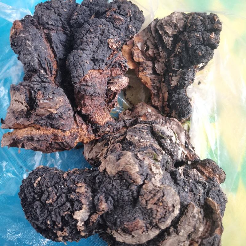 桦树茸，自己上山踩得，不是合成的，掺假的，是大山里的
