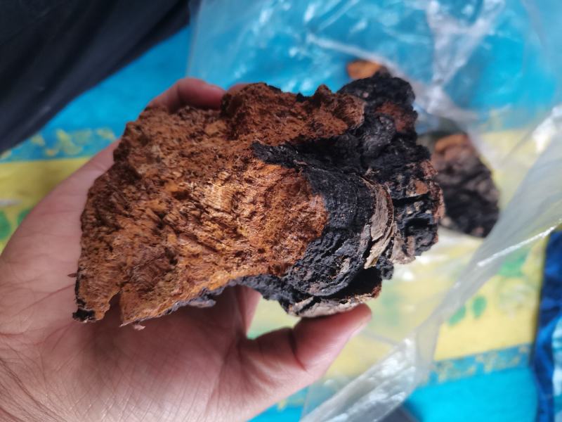 桦树茸，自己上山踩得，不是合成的，掺假的，是大山里的