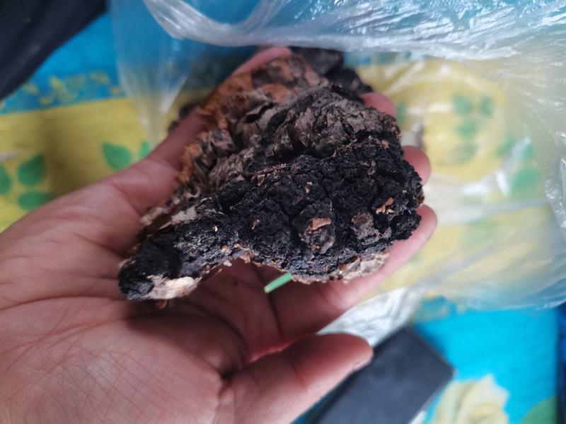 桦树茸，自己上山踩得，不是合成的，掺假的，是大山里的
