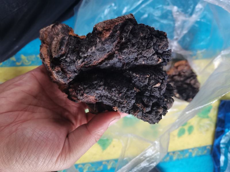 桦树茸，自己上山踩得，不是合成的，掺假的，是大山里的