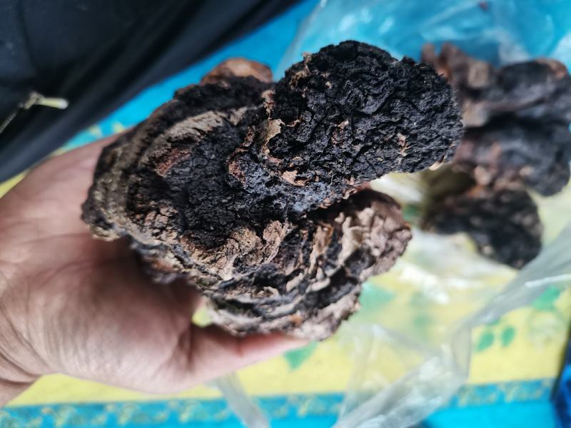 桦树茸，自己上山踩得，不是合成的，掺假的，是大山里的