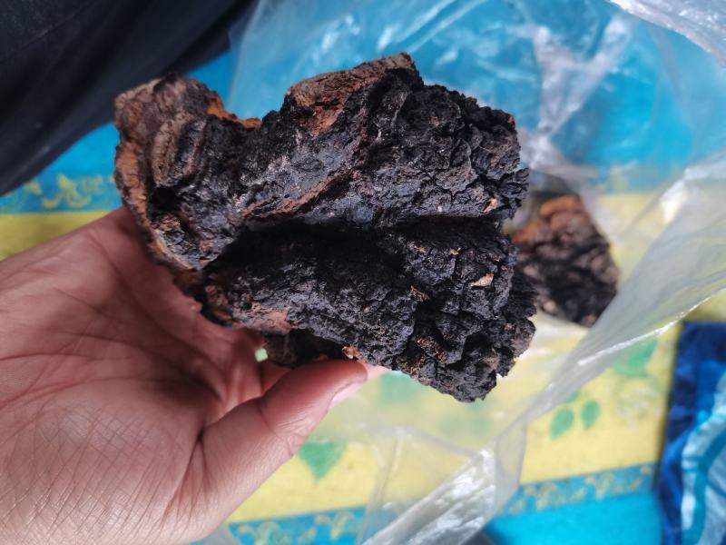 桦树茸，自己上山踩得，不是合成的，掺假的，是大山里的