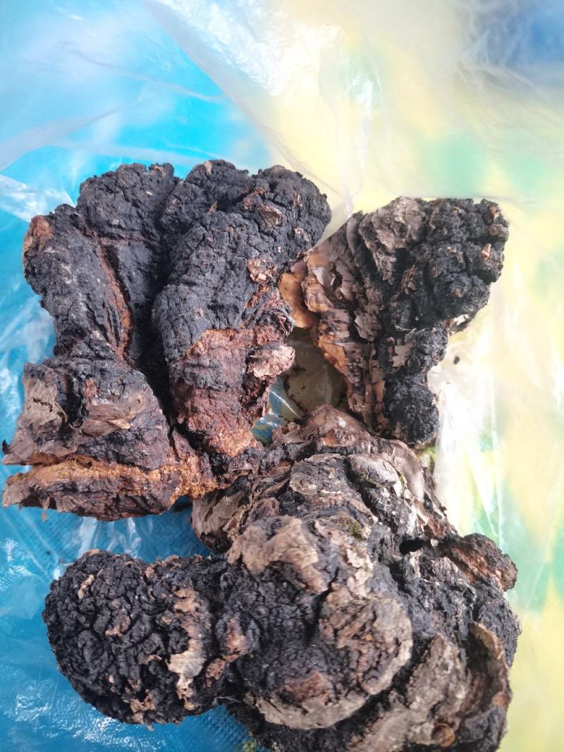 桦树茸，自己上山踩得，不是合成的，掺假的，是大山里的