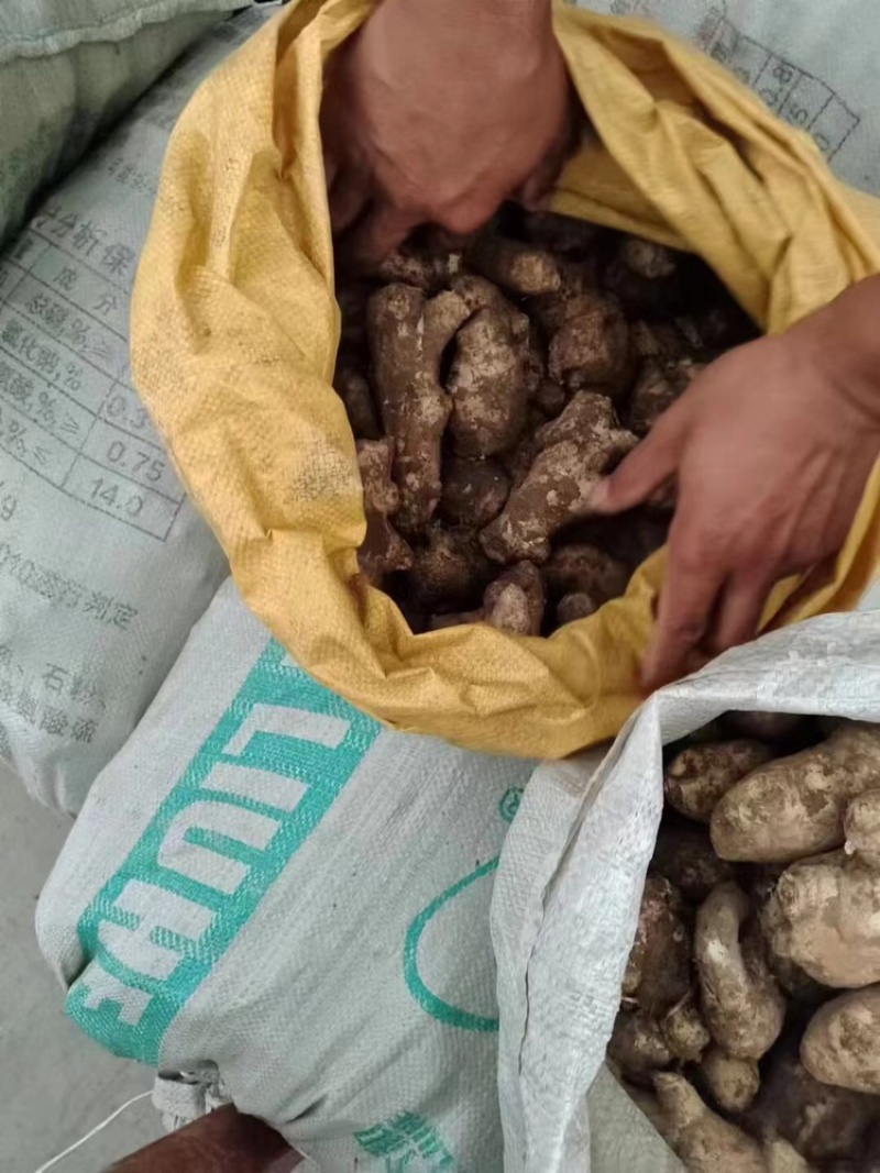 山东生姜产地小黄姜姜母嫰姜批发批发电商价格优惠品质好