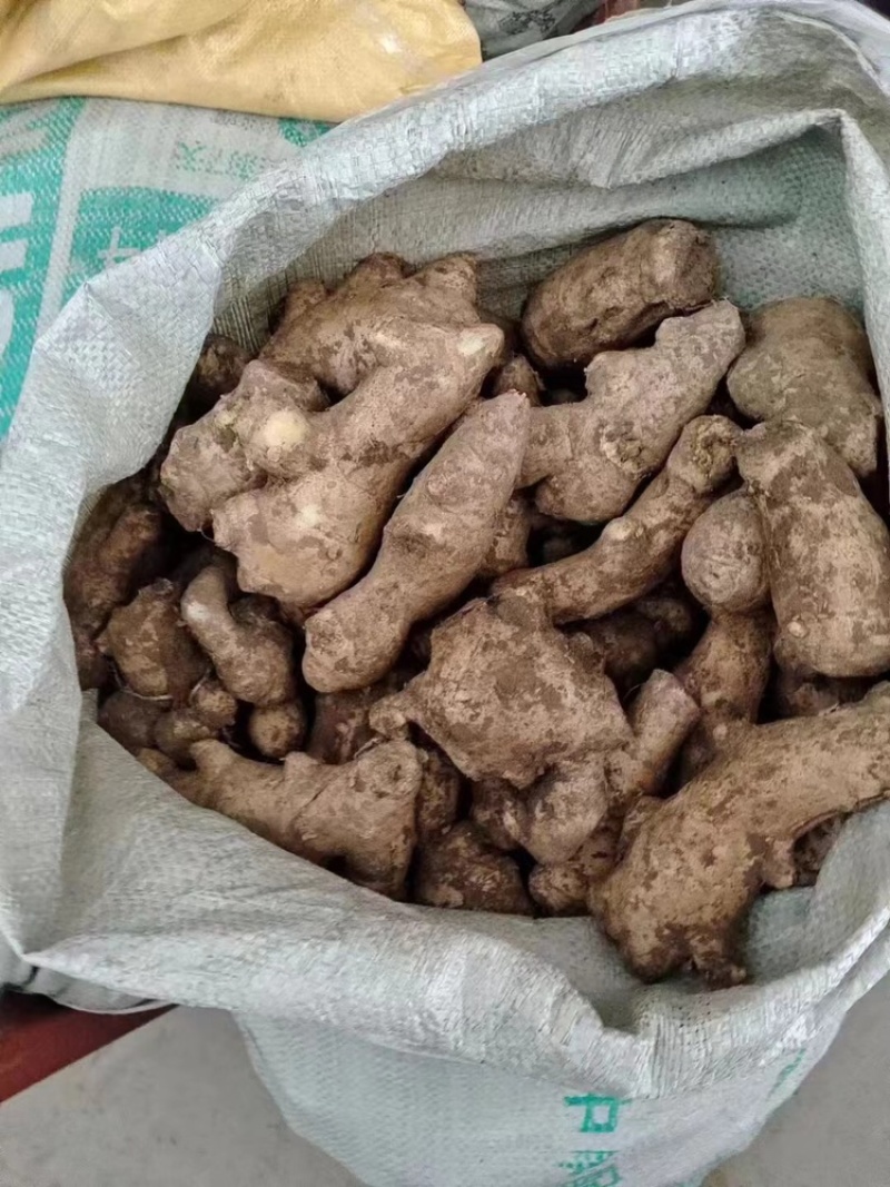 山东生姜产地小黄姜姜母嫰姜批发批发电商价格优惠品质好