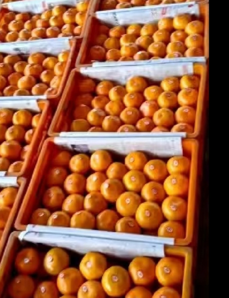 湖北普早蜜橘国庆蜜橘新津蜜橘【认准一亩地质量有保障】