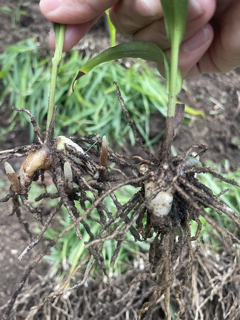 块茎2公分以上