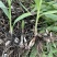 块茎2公分以上