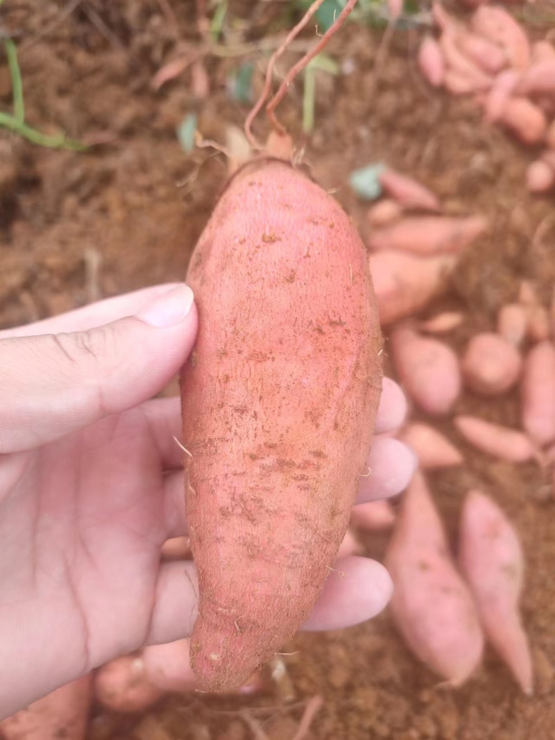 【西瓜红红薯】广西红薯/自家种植/量大价优/欢迎来电咨询