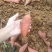 【西瓜红红薯】广西红薯/自家种植/量大价优/欢迎来电咨询