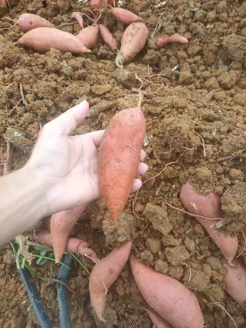 【西瓜红红薯】广西红薯/自家种植/量大价优/欢迎来电咨询