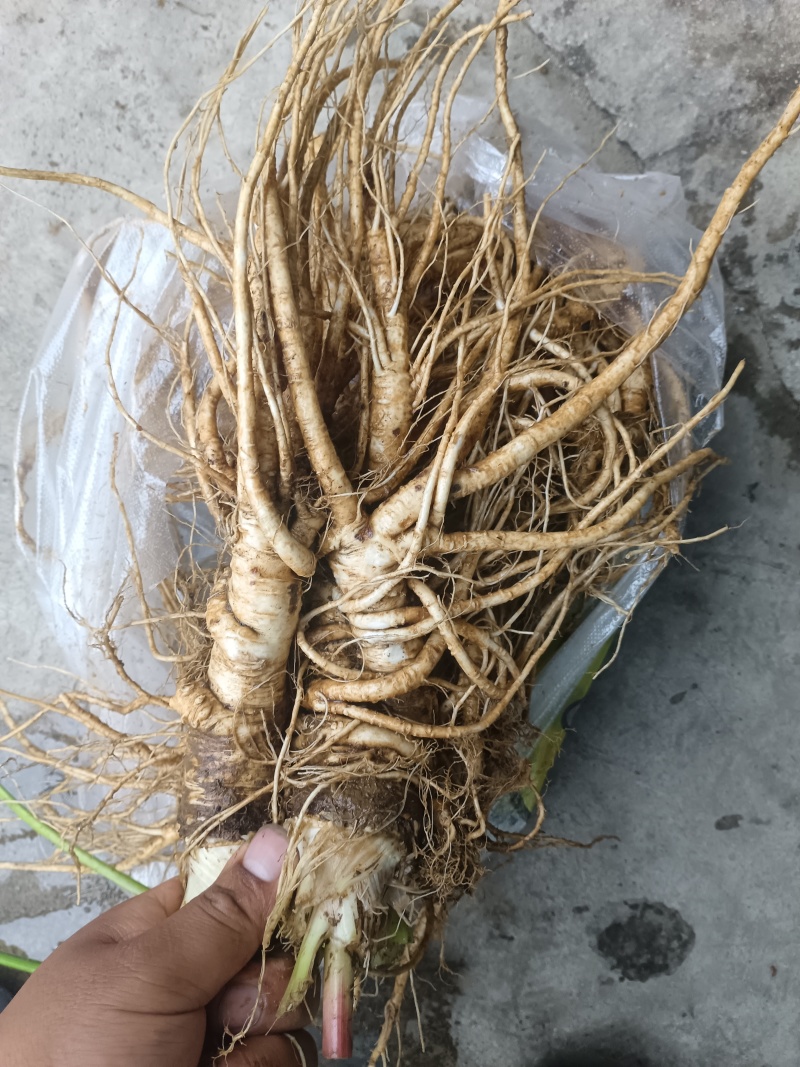 【精品】四川本地当归/甜当归/鲜当归/菜当归/规格齐全
