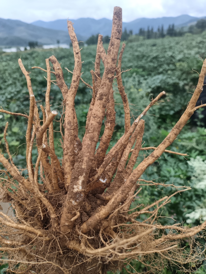 【精品】四川本地当归/甜当归/鲜当归/菜当归/规格齐全