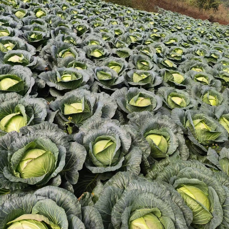 精品高山寒将军甘蓝圆包菜价格好品质优个头儿均匀