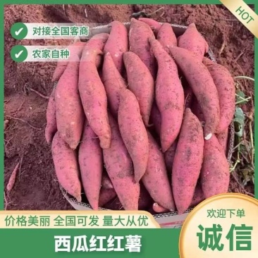 【西瓜红红薯】广西红薯/自家种植/量大价优/欢迎来电咨询