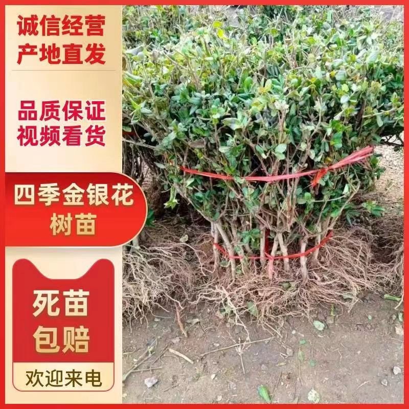 四季金银花金银花苗木树形爬藤盆景盆栽地栽苗四季小苗包邮价
