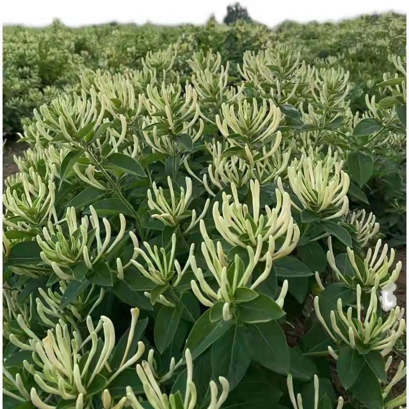四季金银花金银花苗木树形爬藤盆景盆栽地栽苗四季小苗包邮价