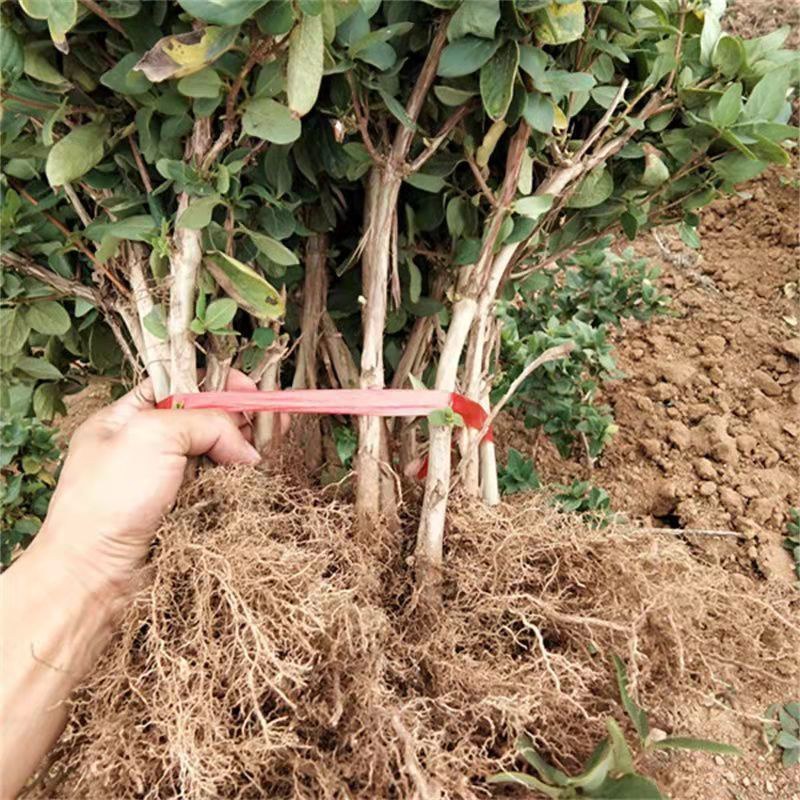 四季金银花金银花苗木树形爬藤盆景盆栽地栽苗四季小苗包邮价
